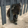 Koala Deeply Regrets Trying To Squeeze Through Fence