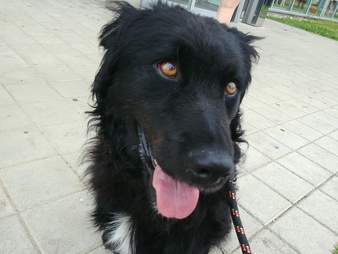 woman finds dog while out playing pokemon