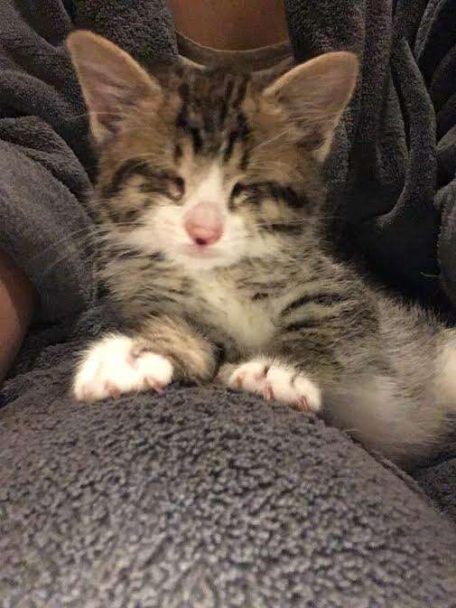 Little kitten sitting on blanket