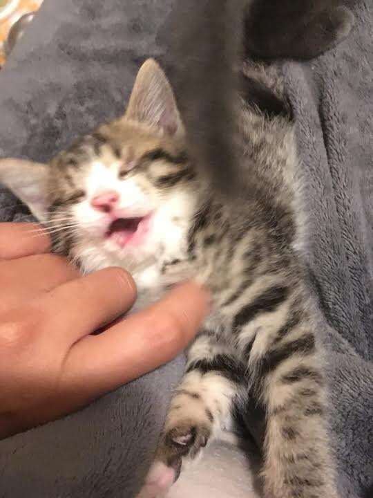 Person tickling kitten