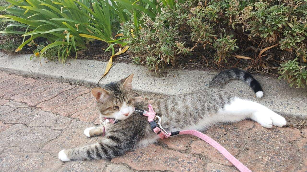 Kitten on leash and harness