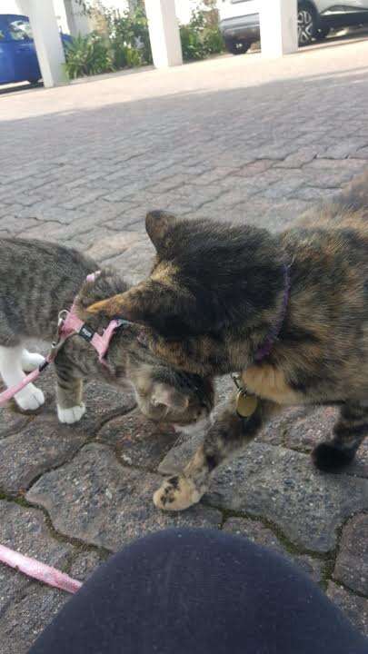 Two cats sniffing each other