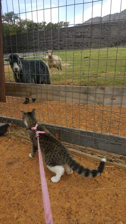 Cat looking at sheep through fence