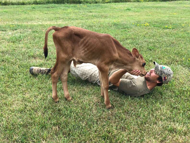 Calf saved from dairy farm