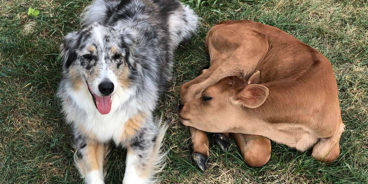 are australian shepherds good with goats