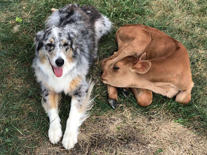 Australian shepherd guarding rescued calf