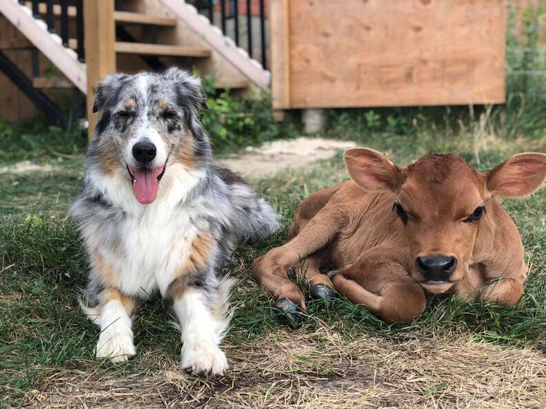 Australian shepherd with baby cow BFF at sanctuary