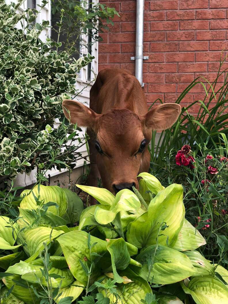 Calf rescued from dairy farm