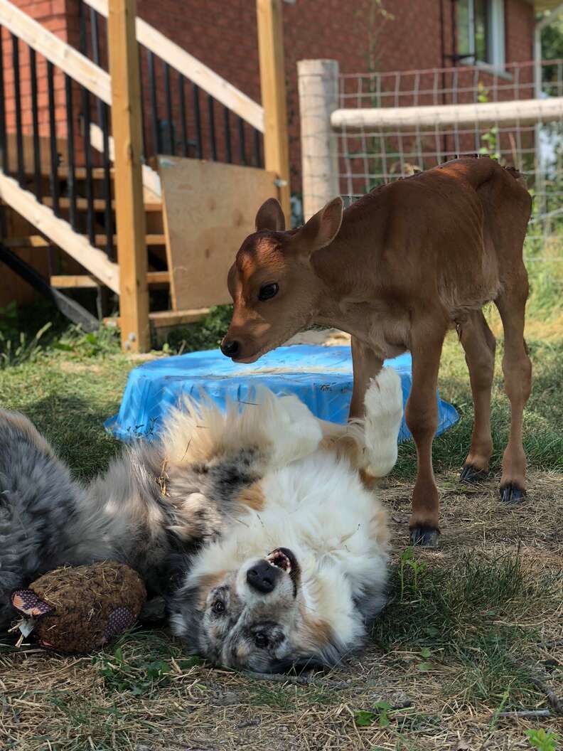 Dog and calf hanging out at sanctuary