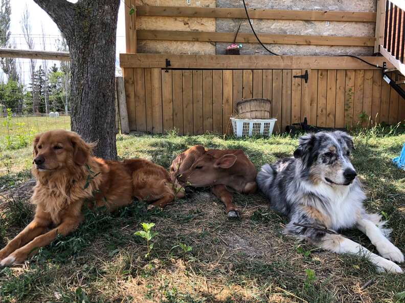 Dogs guarding new baby calf at sanctuary