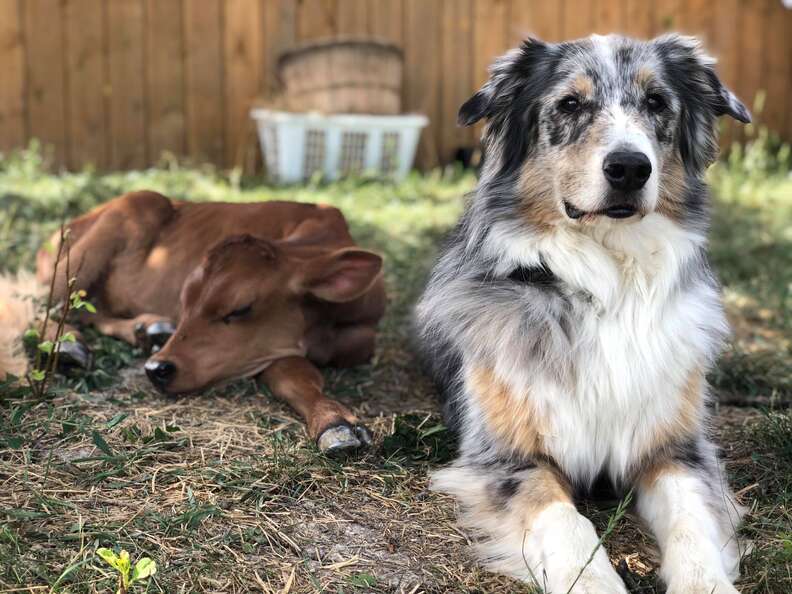 Australian shepherd guarding rescued baby cow