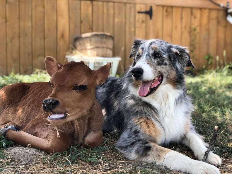 Australian shepherd guarding rescued dairy calf