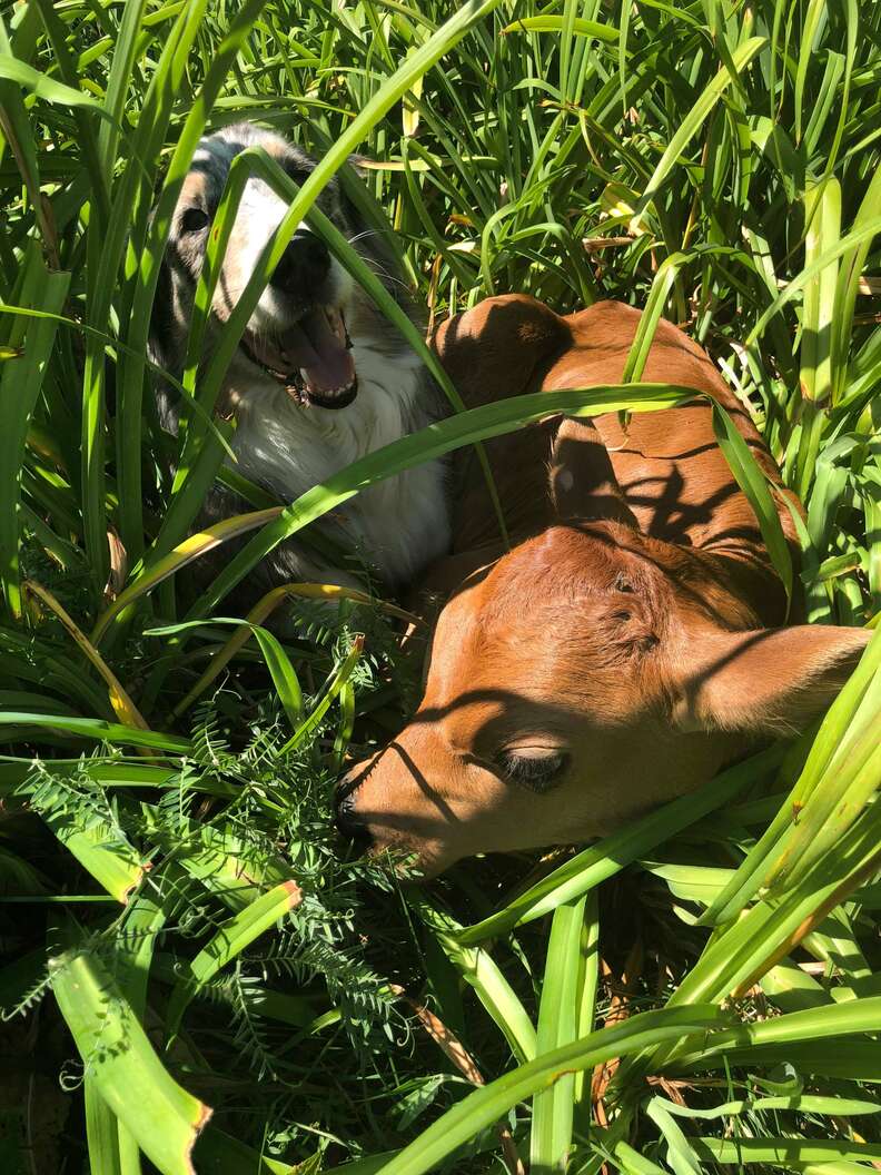 Dog and rescued calf playing in grass at sanctuary