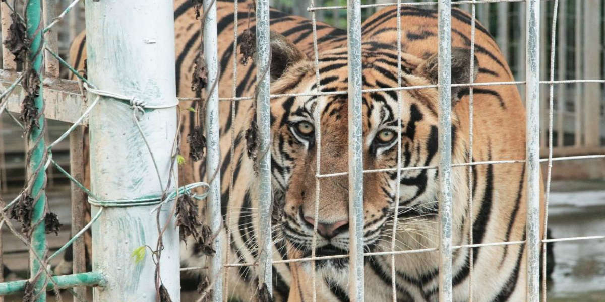 Tiger Farms Are Real — And Here's Why You Should Care - The Dodo