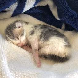 tiny kitten ate dirt to survive