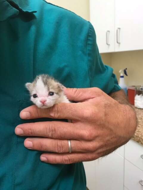 tiny kitten ate dirt to survive