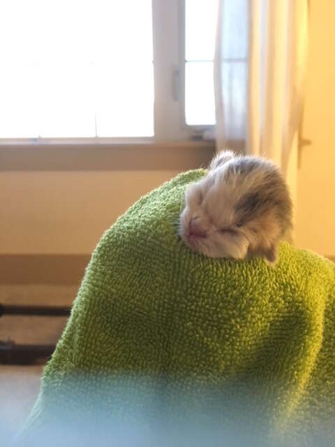 tiny kitten ate dirt to survive 
