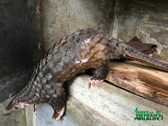 pangolin rescue vietnam