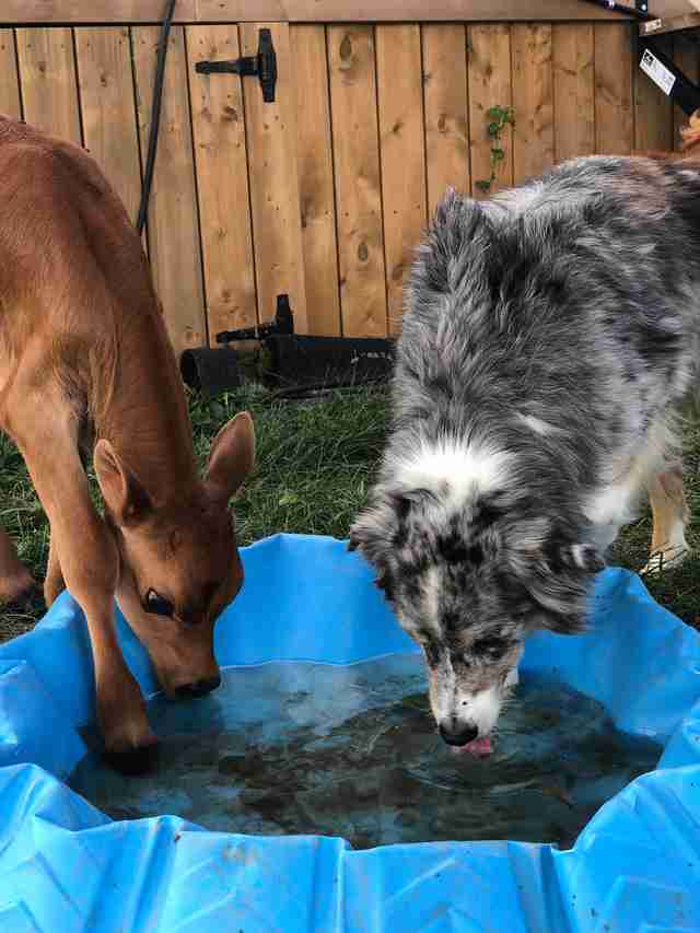 Rescued calf and dog friend drinking out of kiddie pool at sanctuary