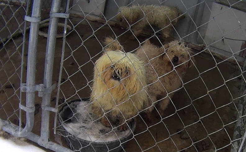 Puppy Mills Are Creating Fake Rescue Groups Investigation Finds The Dodo