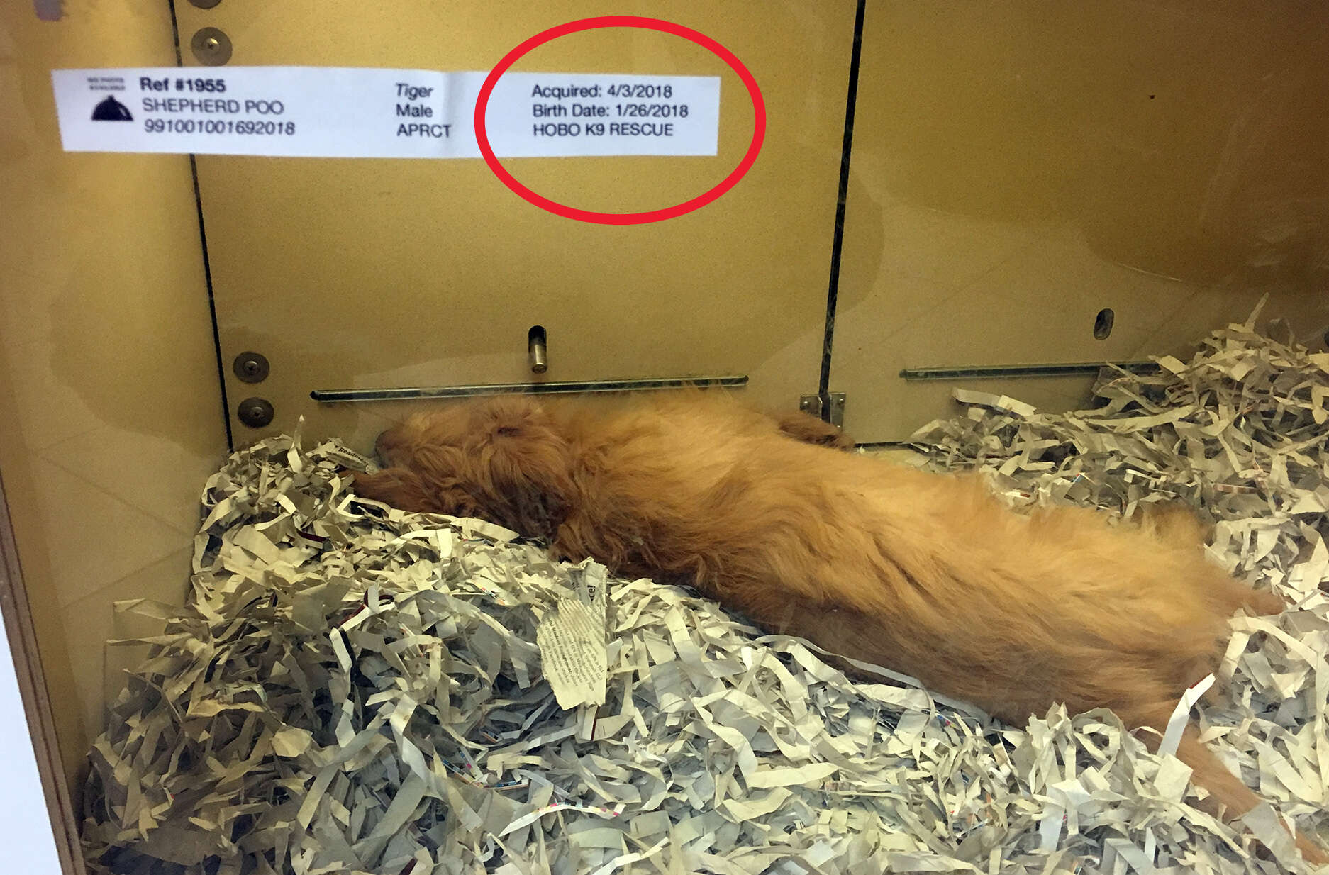 Dog being sold at pet store