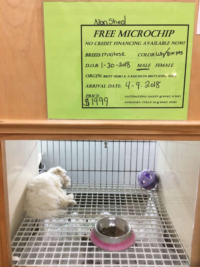 Dog being sold at pet store