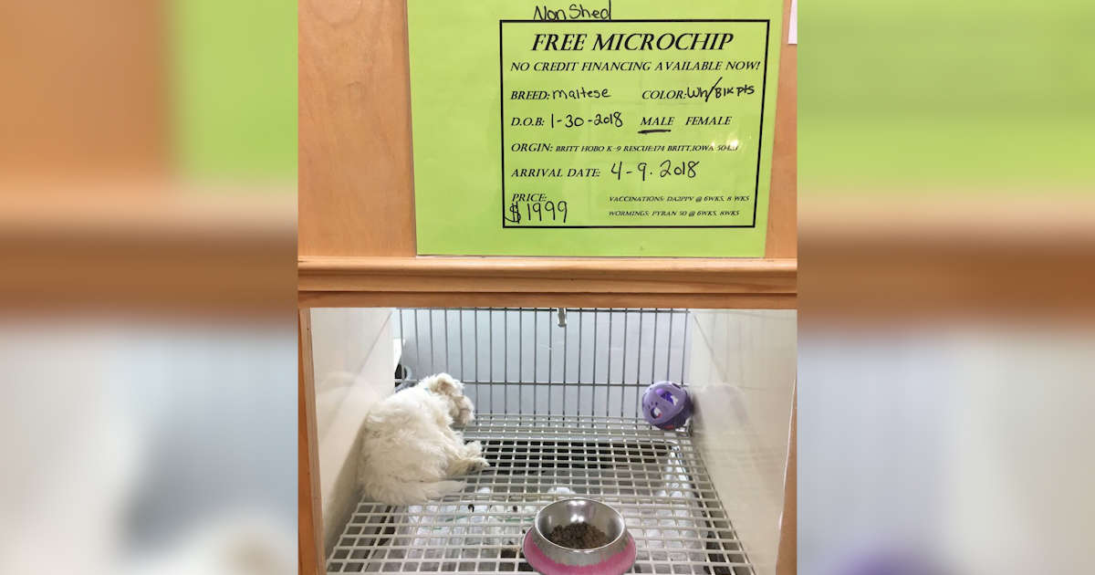 Puppy Mills Are Creating Fake Rescue Groups, Investigation Finds - The Dodo