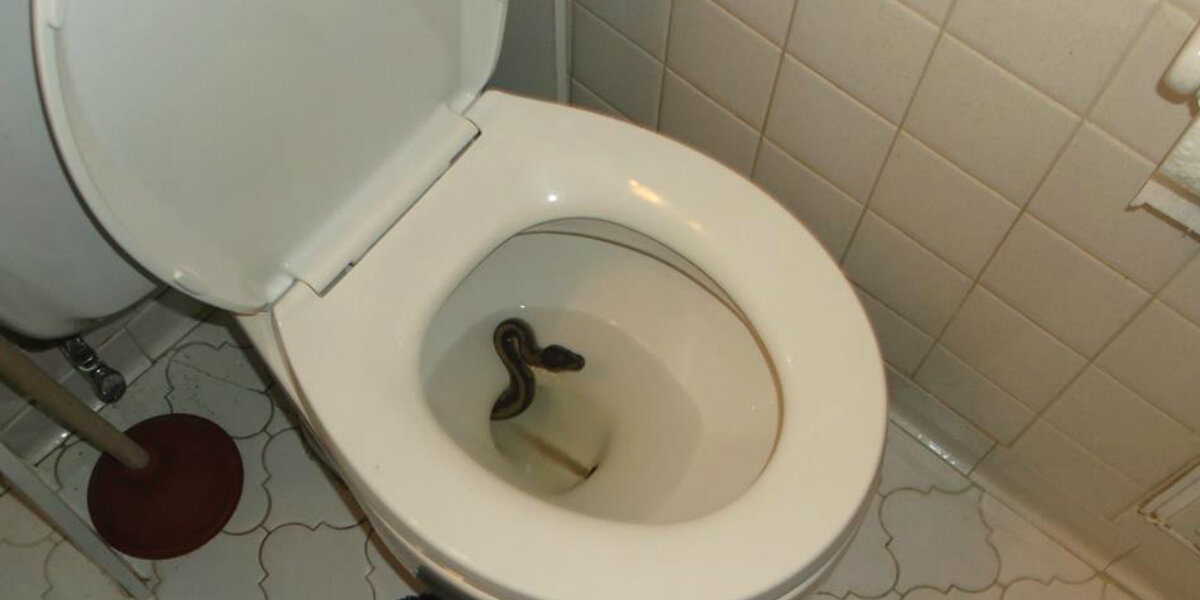 Virginia Man Finds Large Snake Hiding In His Toilet - The Dodo