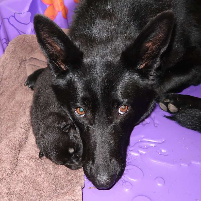 Tino the puppy and his mom after being rescued