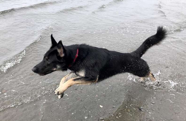 Tino the search and rescue dog during training