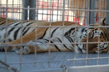 Captive tiger