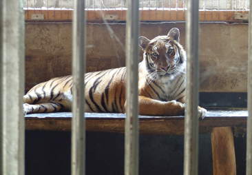 Captive tiger