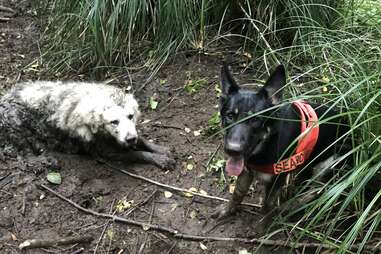 Puppy and Tino after the rescue