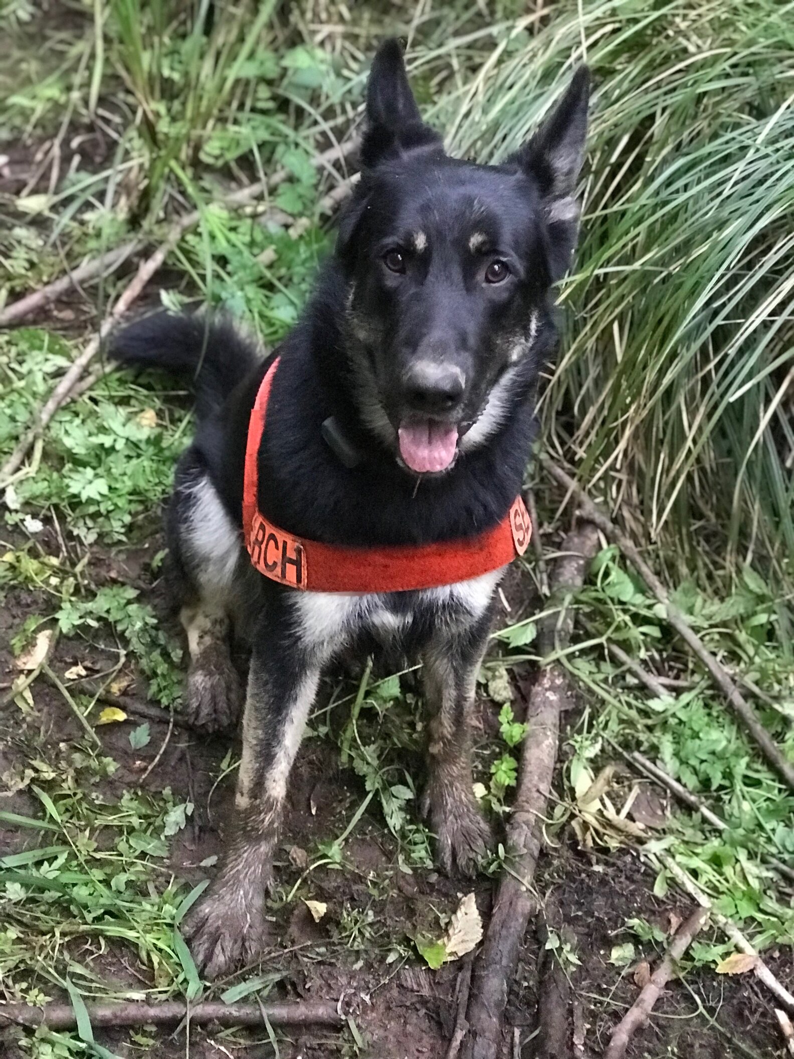 Search And Rescue Dog Finds Lost Dog Stuck In Mud For 2 Days - The Dodo
