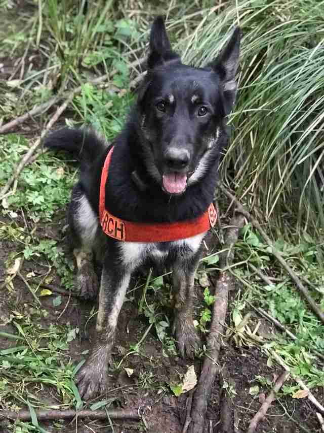 Search And Rescue Dog Finds Lost Dog Stuck In Mud For 2