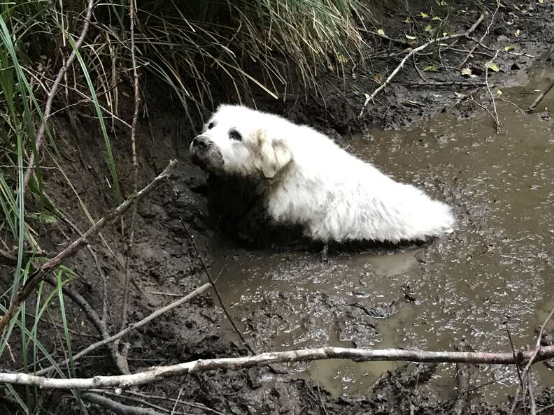 Puppy, a senior Great Pyrenees, stuck in mud