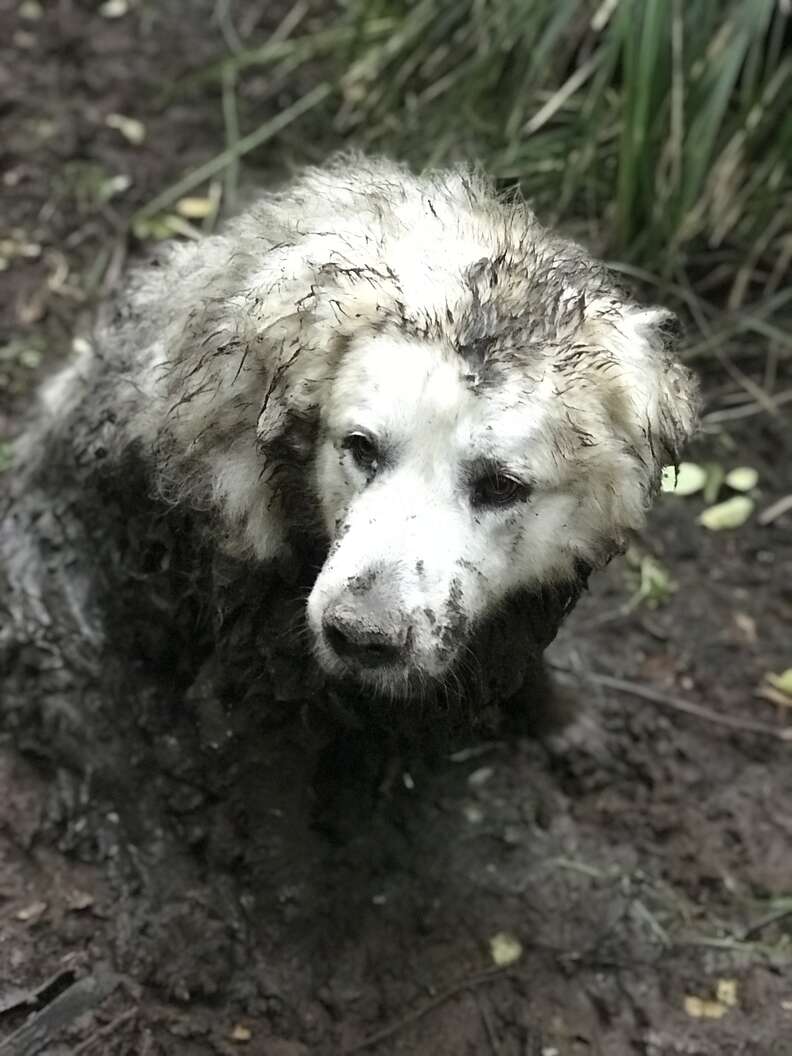 Dog stuck in muddy swamp
