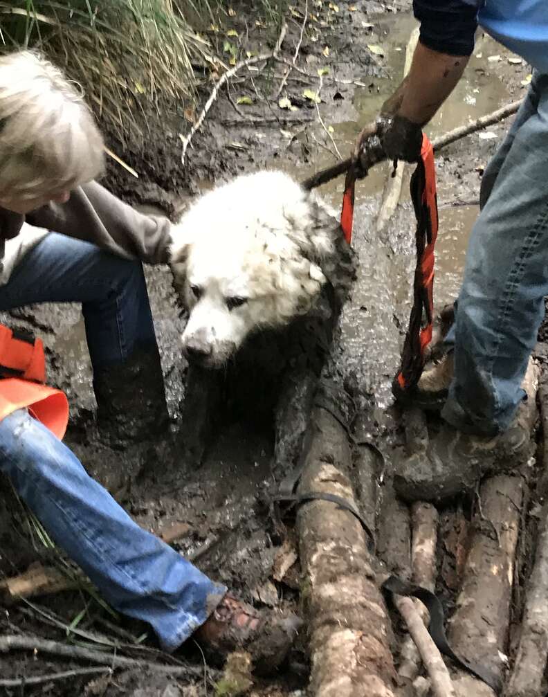 People save dog from mud pit