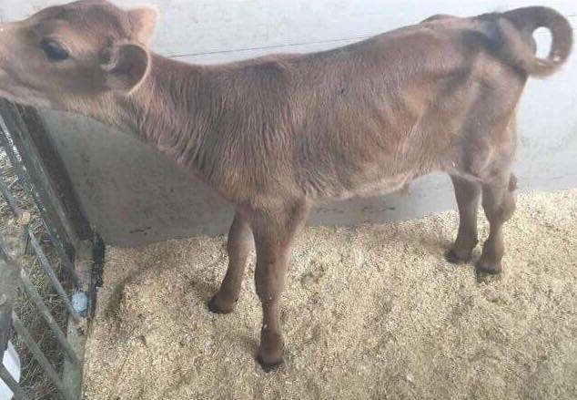 Baby cow at dairy farm