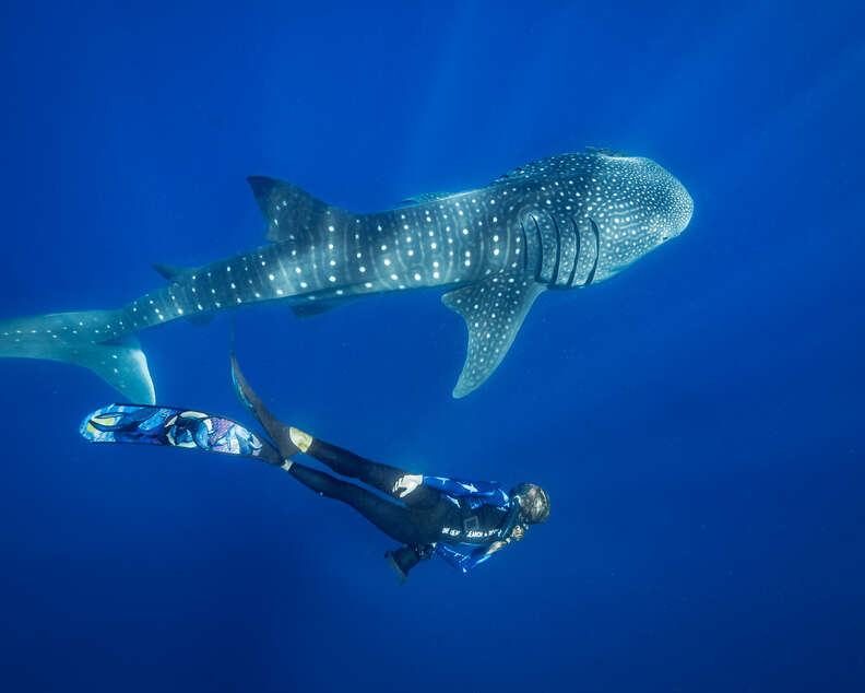 Swimming with whale sharks