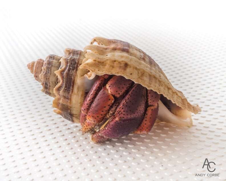 Hermit crab in new shell 