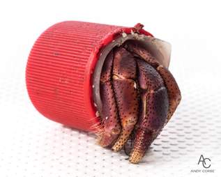 Hermit crab using plastic bottle cap as his shell