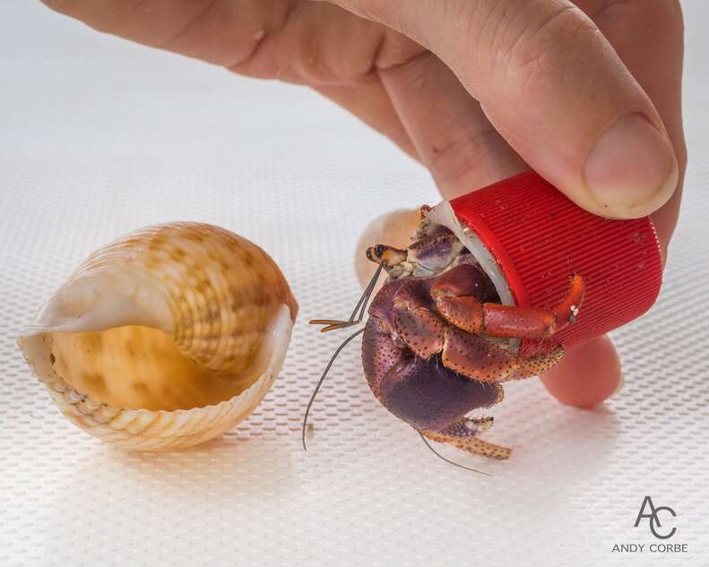 Person gives hermit crab in plastic bottle cap new shell