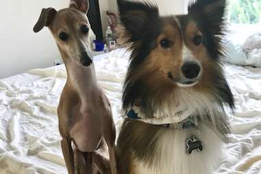 blind dog and his best friend