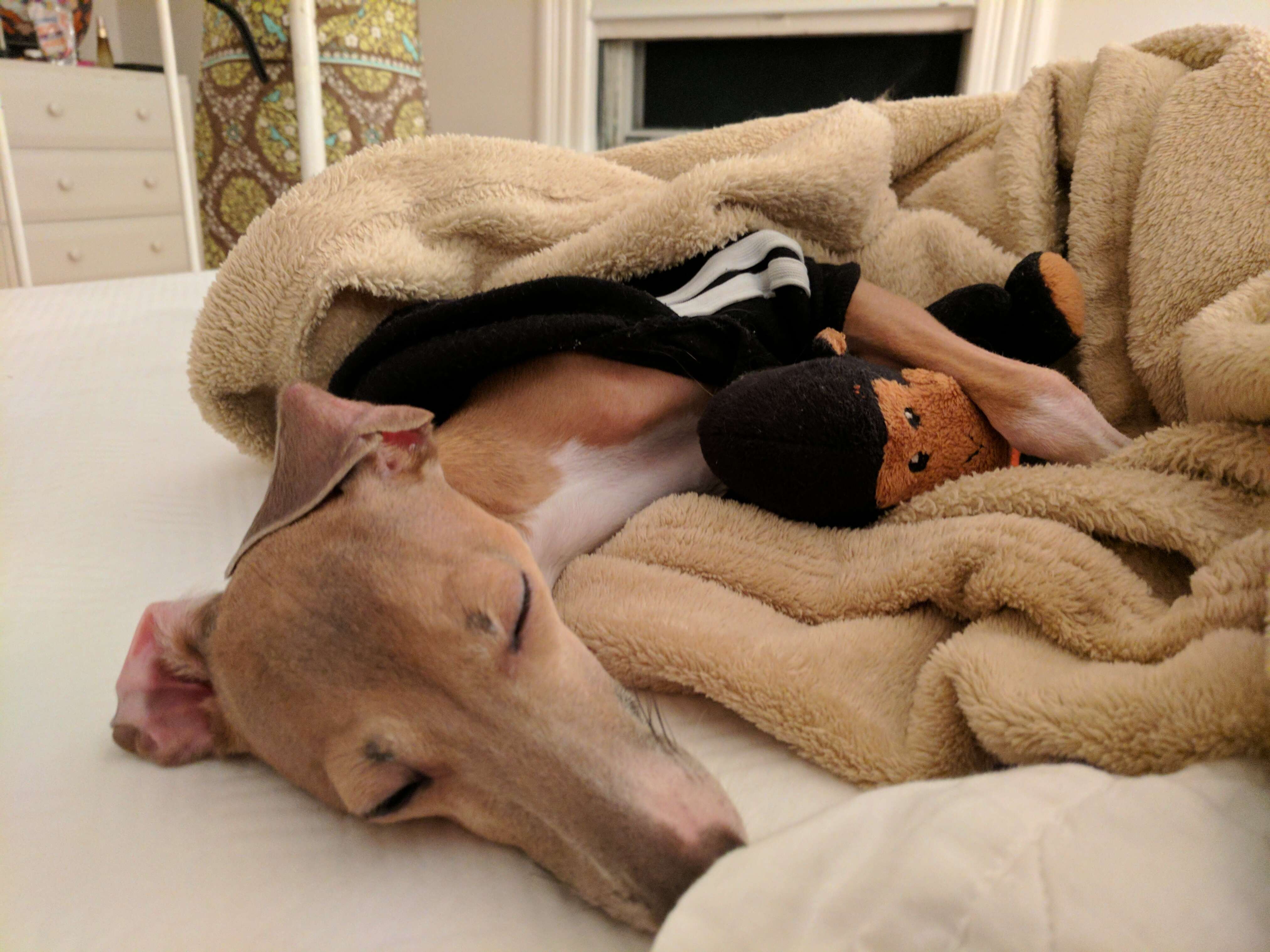 blind dog and his best friend