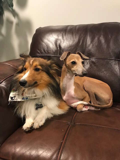 blind dog and his best friend