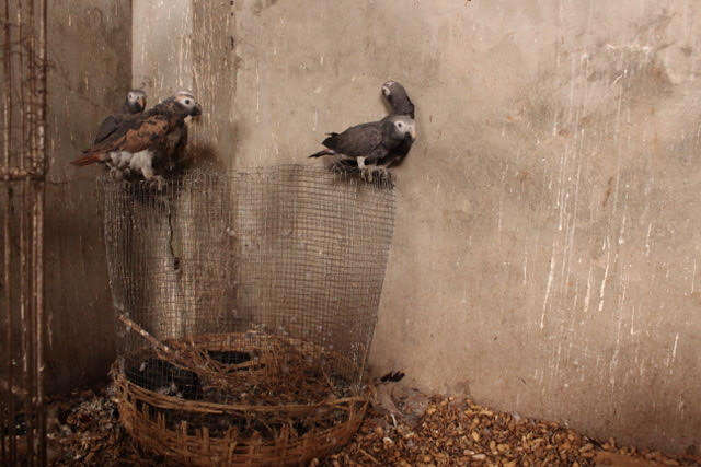 Captured African grey parrots