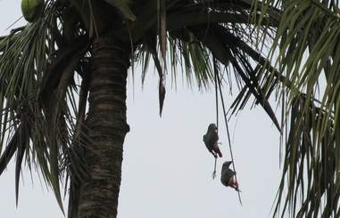 Bird tied to tree