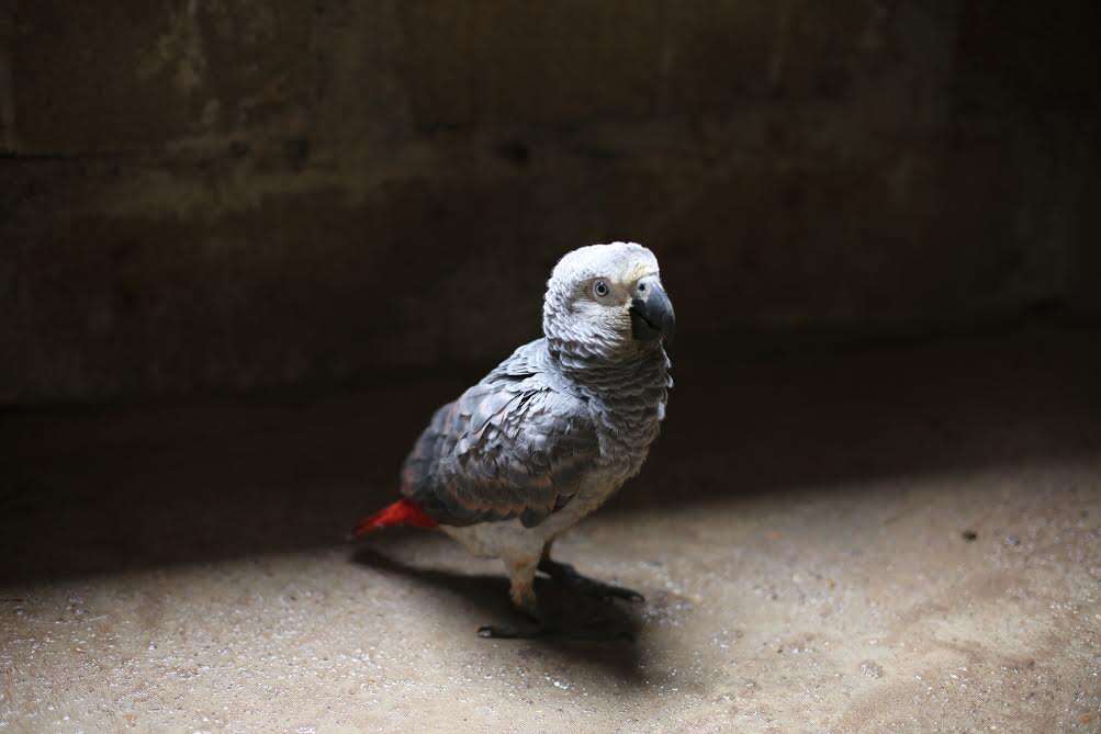 Rescued African grey parrot