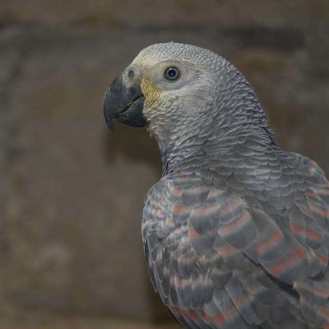 Rescued African grey parrot